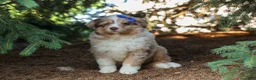 Miniature Australian Shepherd dogs for sale: LUCKY - Ad 8