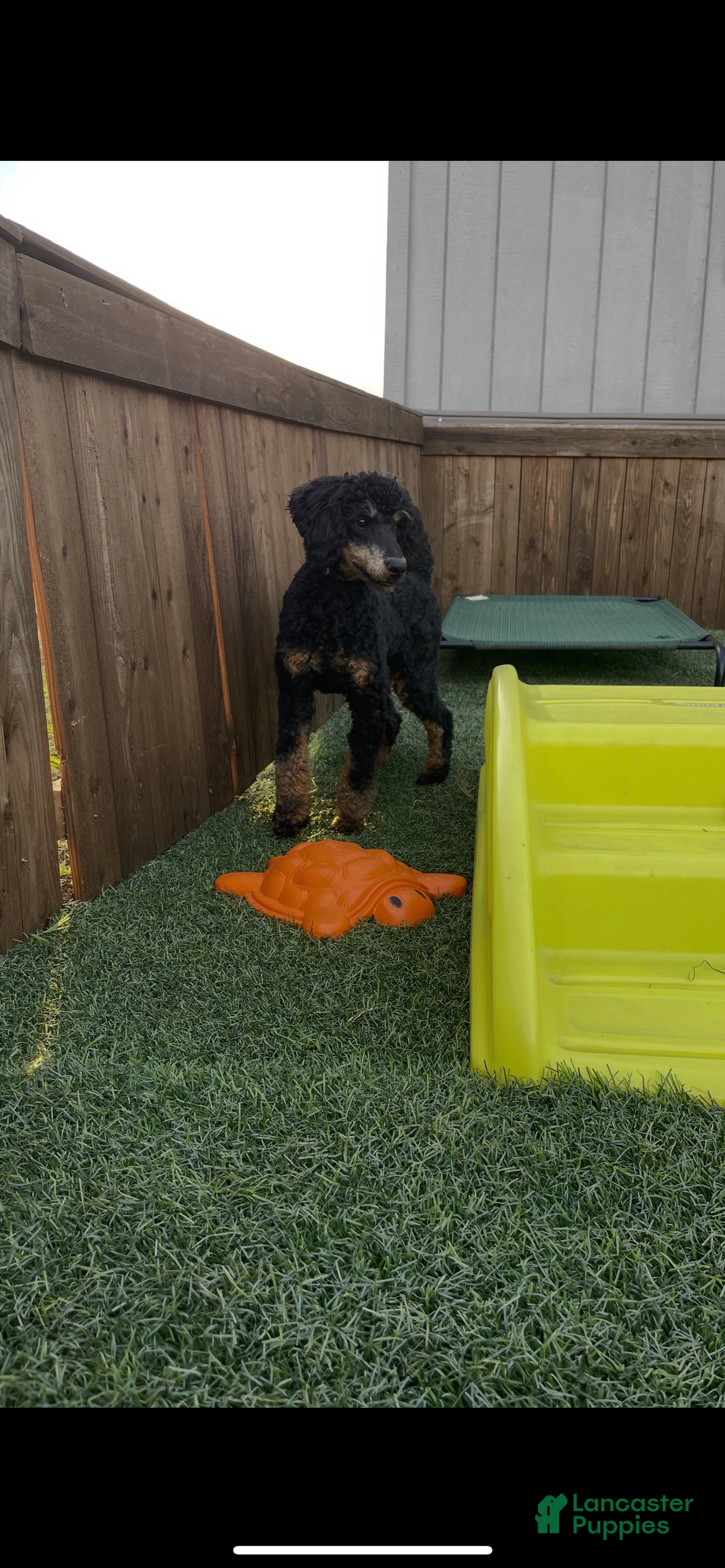 Miniature Poodle dogs for sale: Akc Clear 🧬 Moyen Boy Cinch - Ad 7