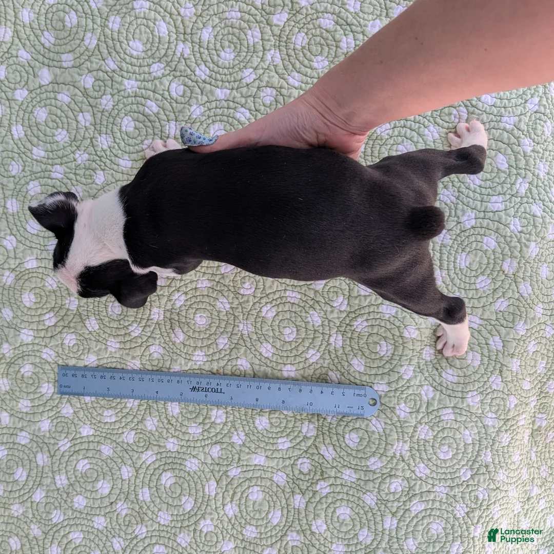 Boston Terrier dogs for sale: Mr. Kringle - Ad 2