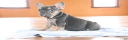 French Bulldog dogs for sale: Serenity - Ad 2