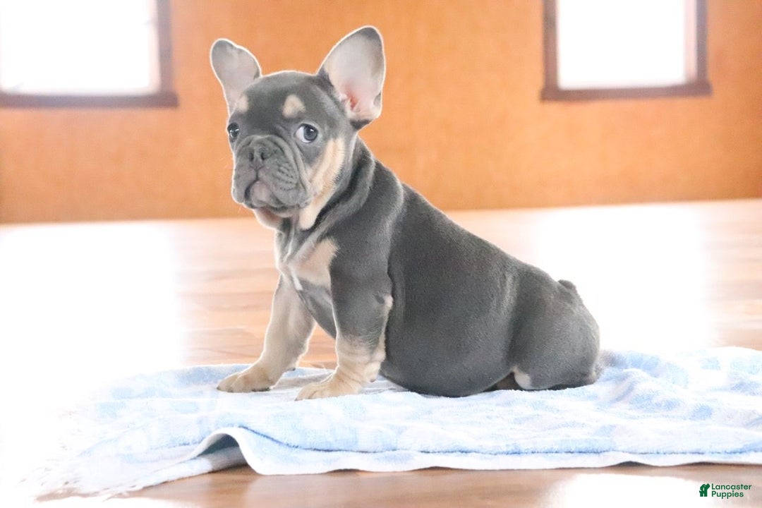 French Bulldog dogs for sale: Serenity - Ad 2