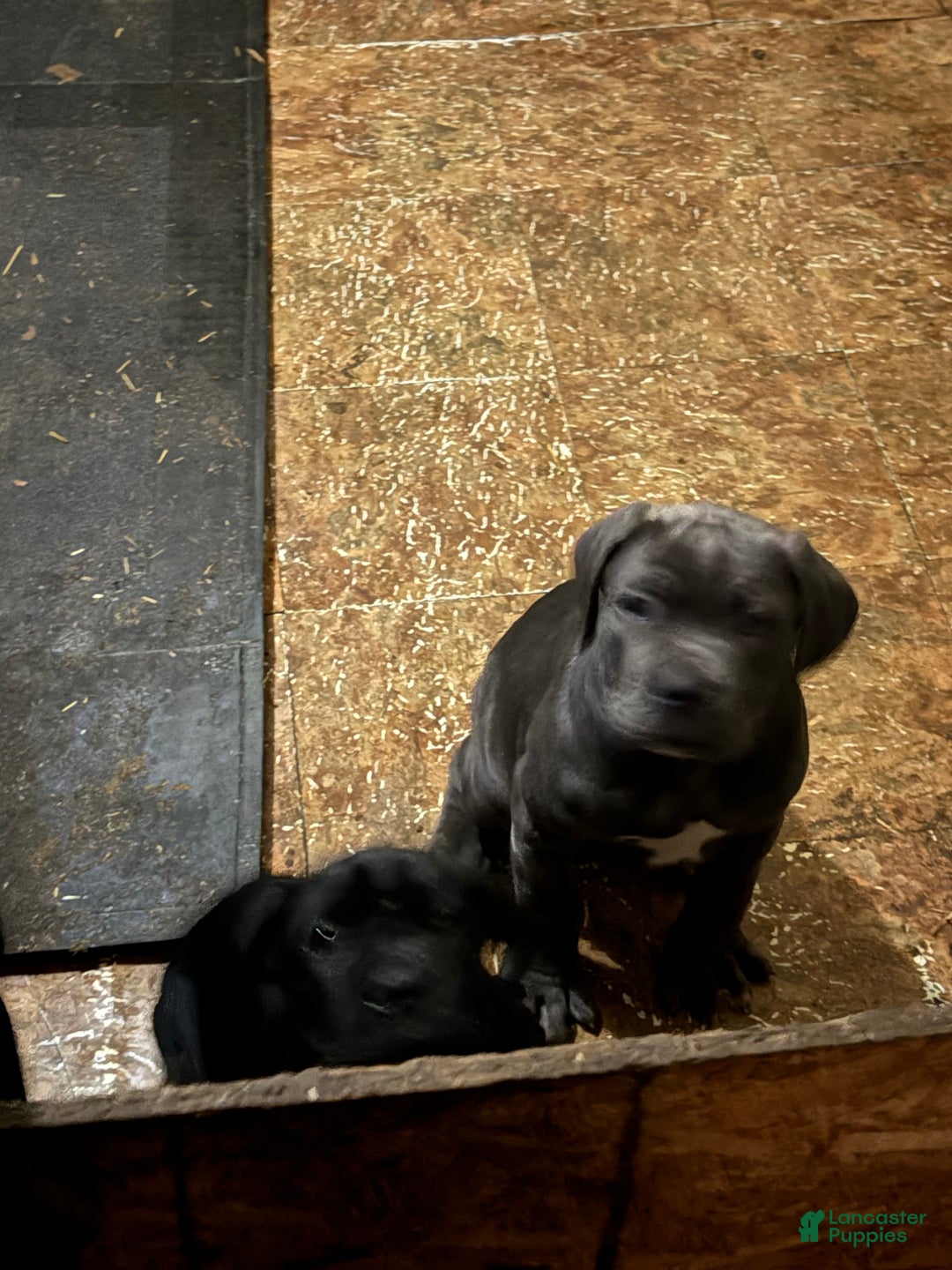 Cane Corso dogs for sale: Cane Corso Puppy 3 - Ad 1