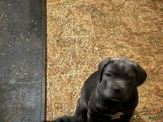 Cane Corso dogs Cane Corso Puppy 3 - Ad 8