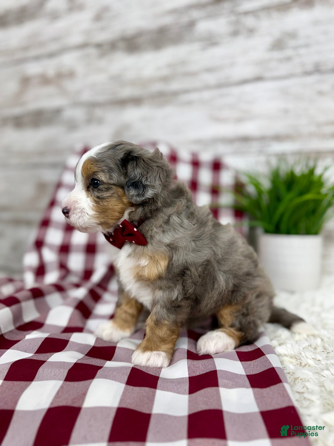 Mini Bernedoodle dogs for sale: Vince - Ad 6