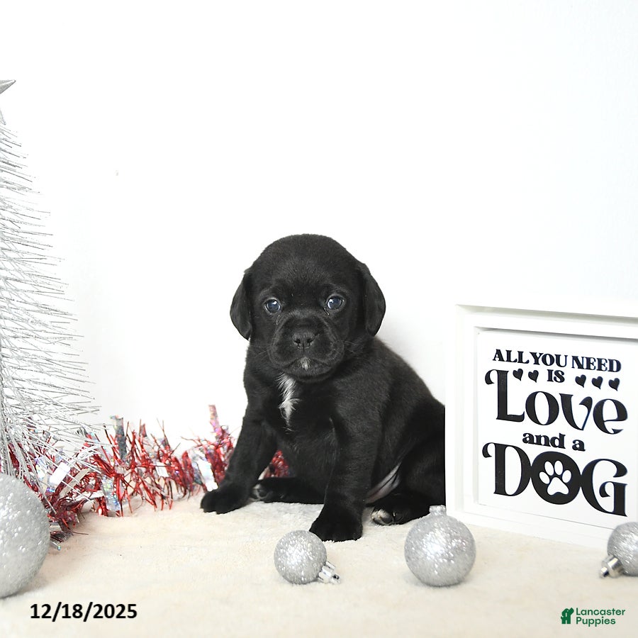 Puggle dogs Gabby - Ad 4