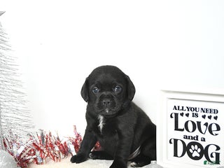 Puggle dogs Gabby - Ad 5