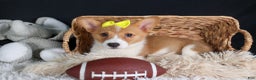 Welsh Corgi Pembroke dogs for sale: Izzy - Ad 11