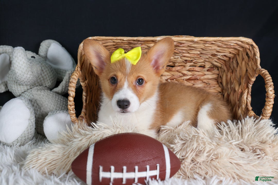 Welsh Corgi Pembroke dogs for sale: Izzy - Ad 11