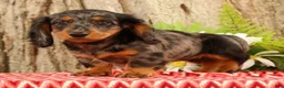 Miniature Dachshund dogs for sale: Tiny - Ad 4