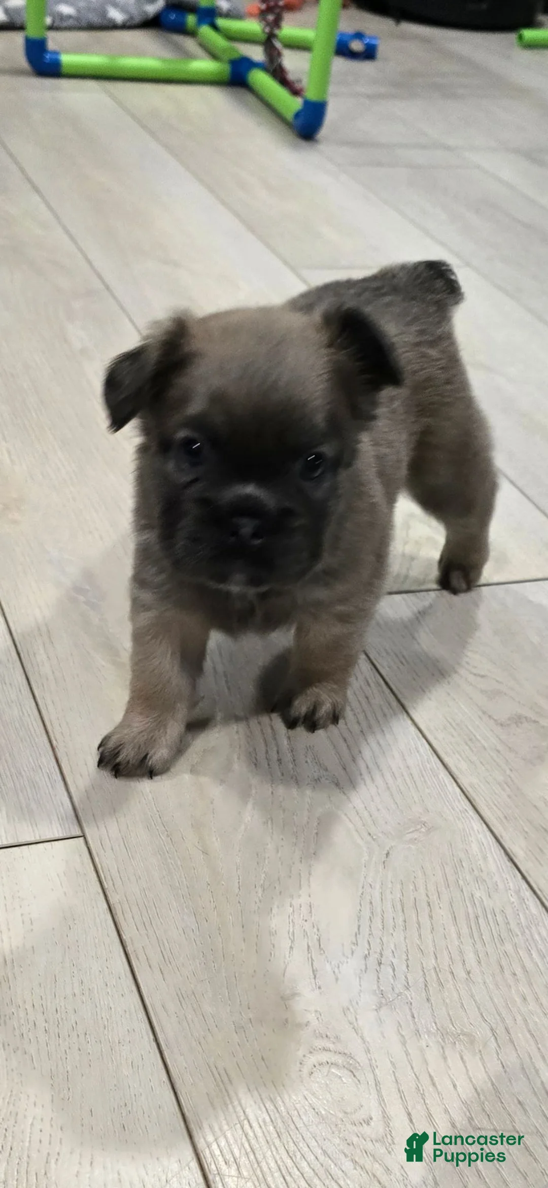 French Bulldog dogs for sale: Dolly - Ad 2