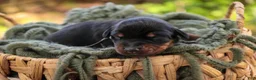 Doberman Pinscher dogs for sale: Reverie - Ad 3