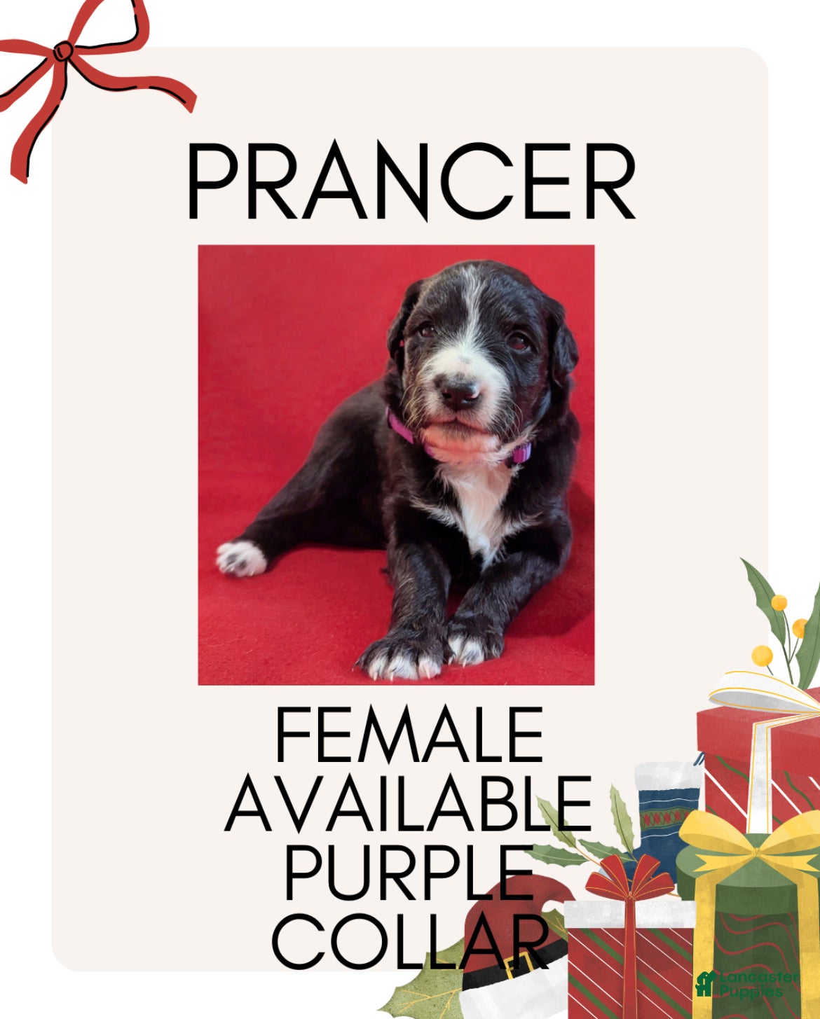 Mixed Breed dogs Prancer - Ad 30