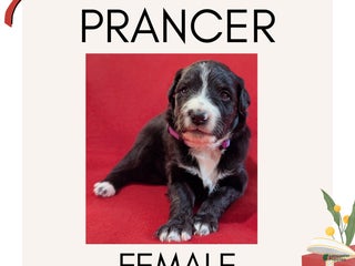 Mixed Breed dogs Prancer - Ad 16