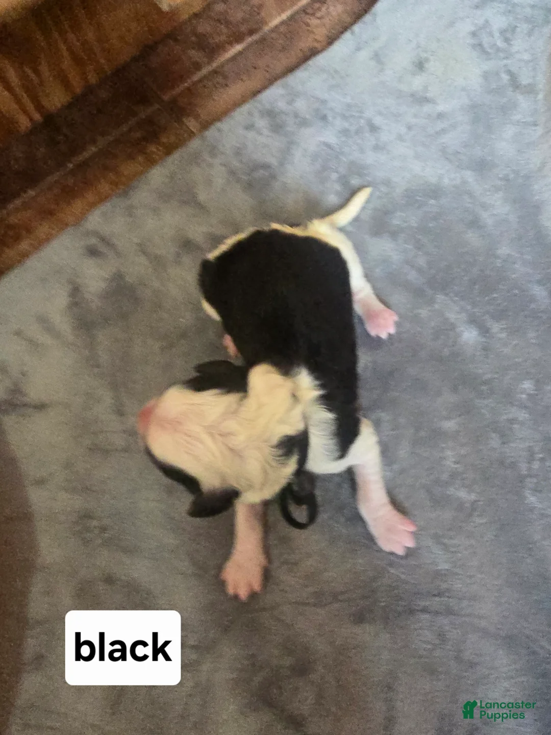 Sheepadoodle dogs for sale: Aster- black collar - Ad 1