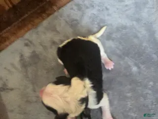 Sheepadoodle dogs Aster- black collar - Ad 26