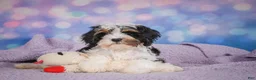 Cavapoo dogs for sale: Duke - Ad 15