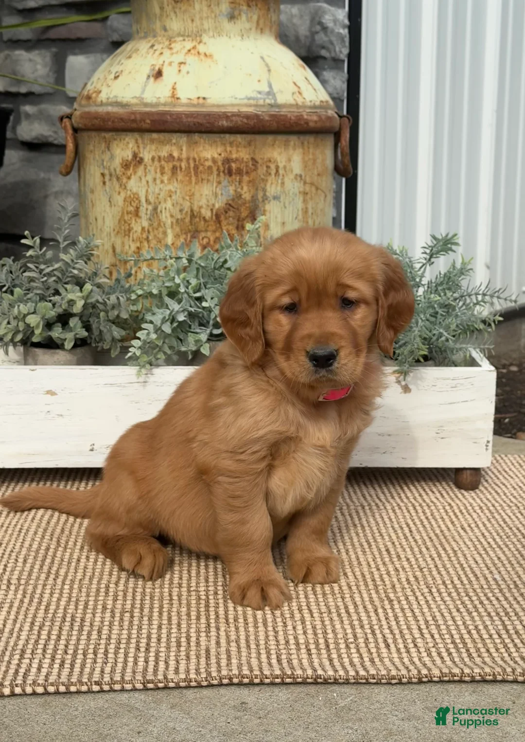 Golden Retriever dogs for sale: Bunny - Ad 2