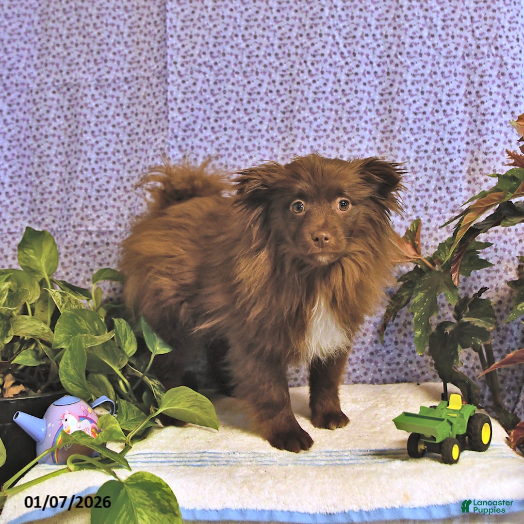 Mixed Breed dogs for sale: Darby - Ad 1