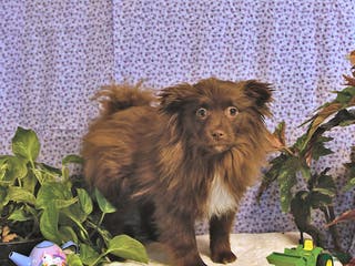 Mixed Breed dogs Darby - Ad 3