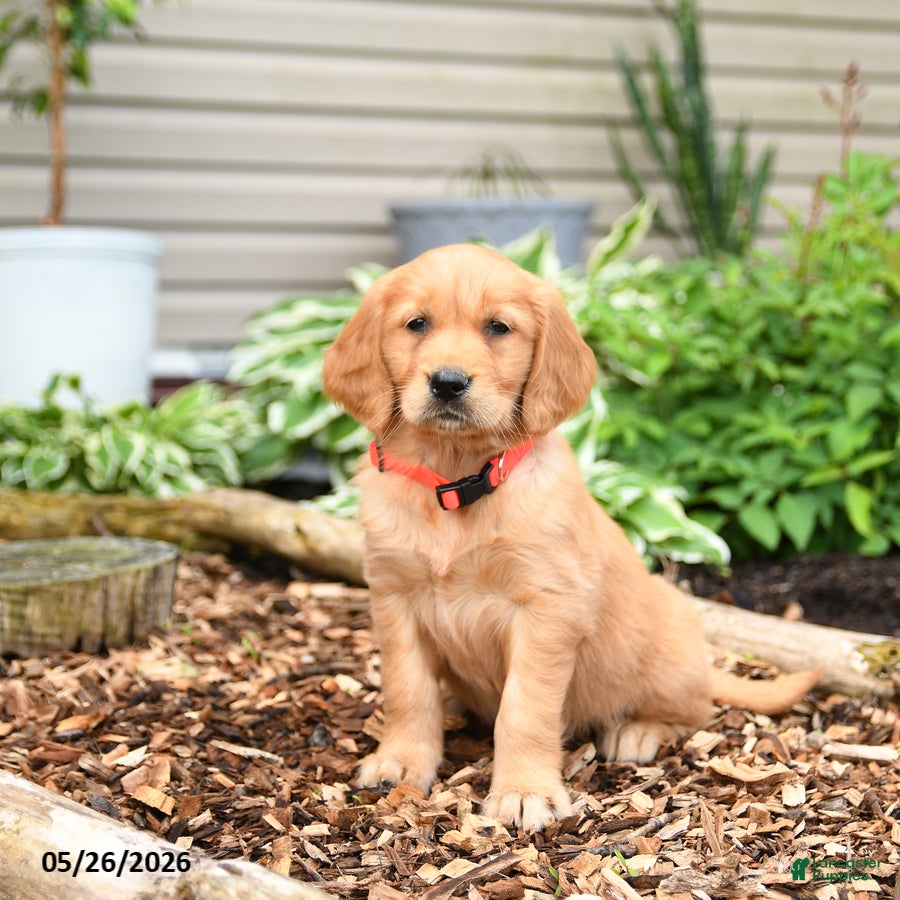 Golden Retriever dogs Gigi - Ad 1