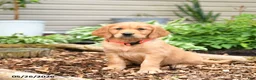 Golden Retriever dogs for sale: Gigi - Ad 1