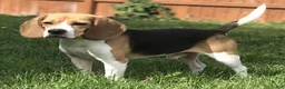 Beagle dogs for sale: Male #2 - Ad 5