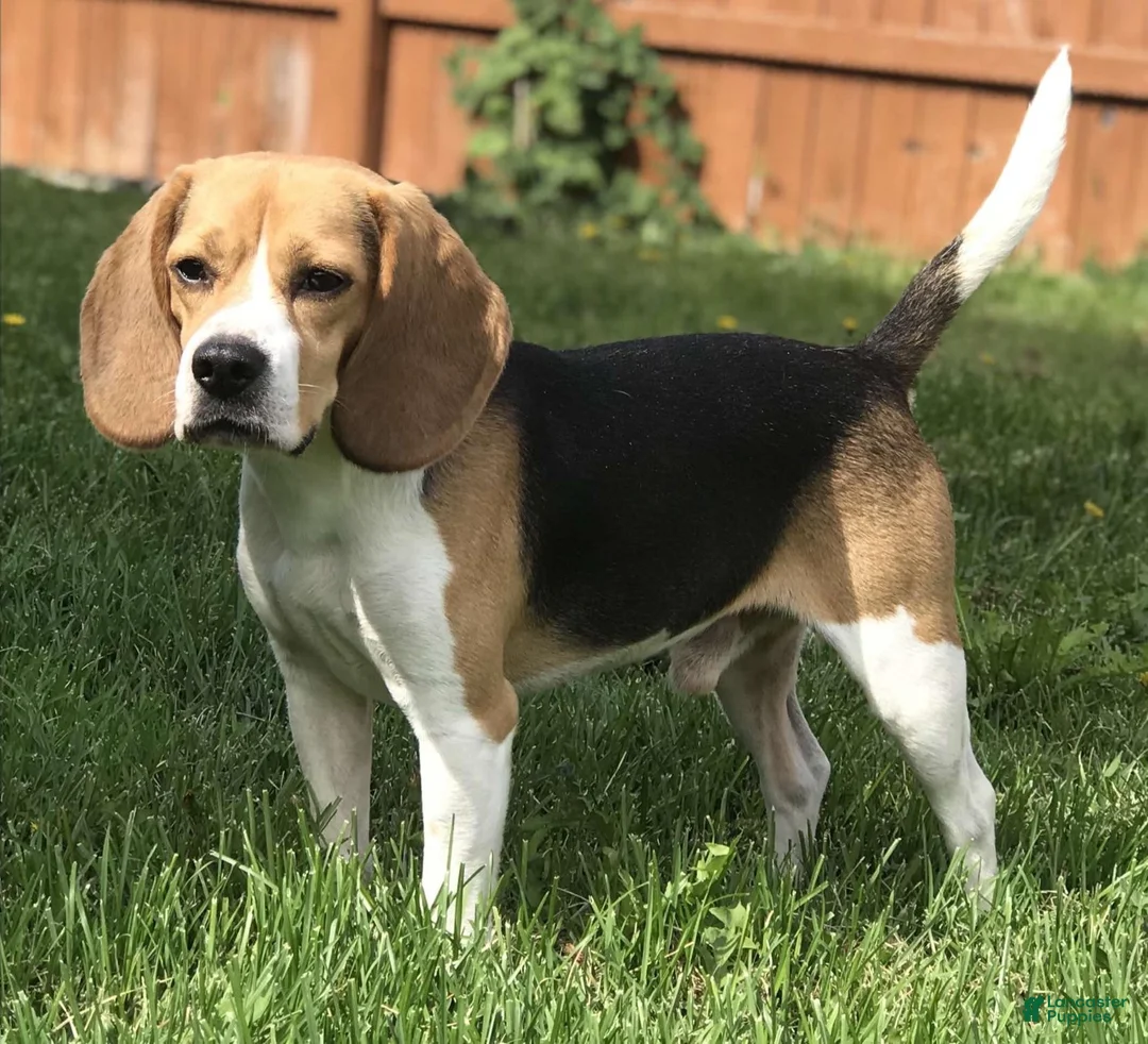 Beagle dogs for sale: Male #2 - Ad 5