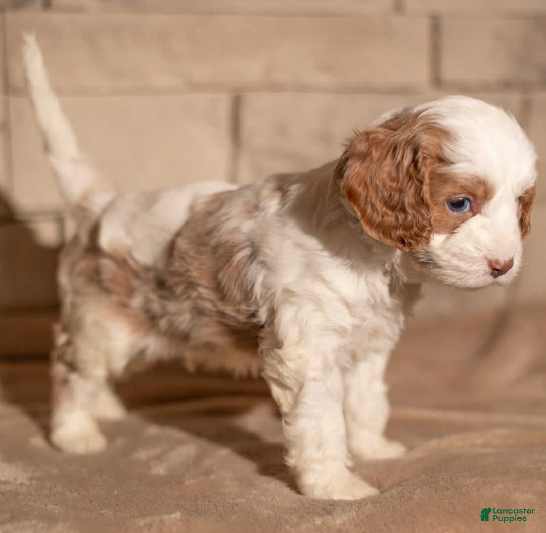 Cavapoo dogs for sale: Theo - Ad 5