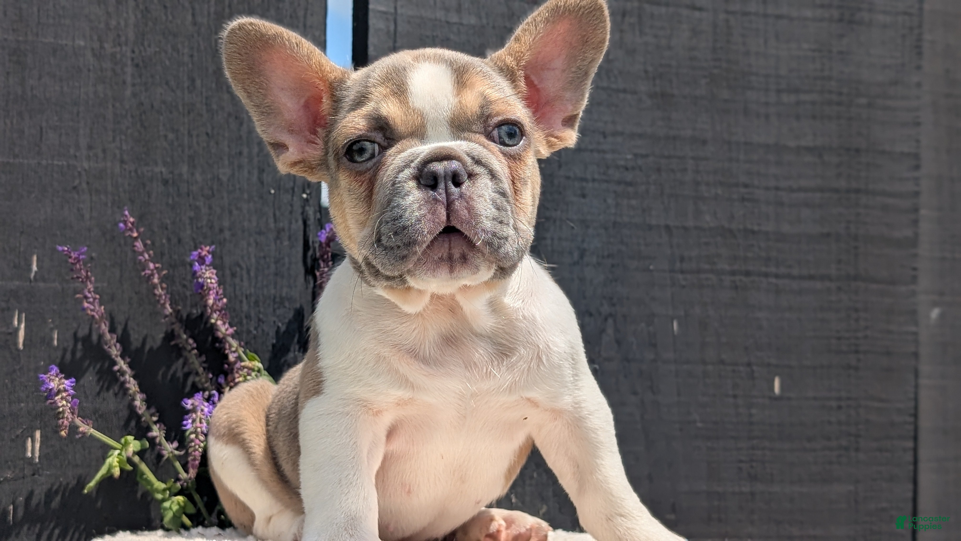 French Bulldog dogs Daisy - Ad 2
