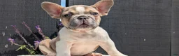 French Bulldog dogs for sale: Daisy - Ad 2