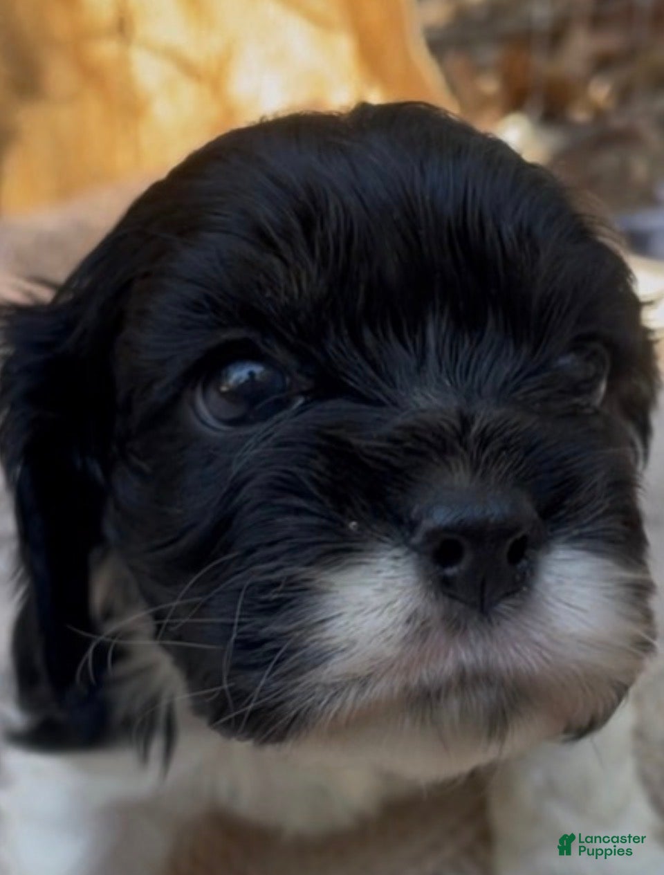 Mixed Breed dogs Zoë - Ad 2