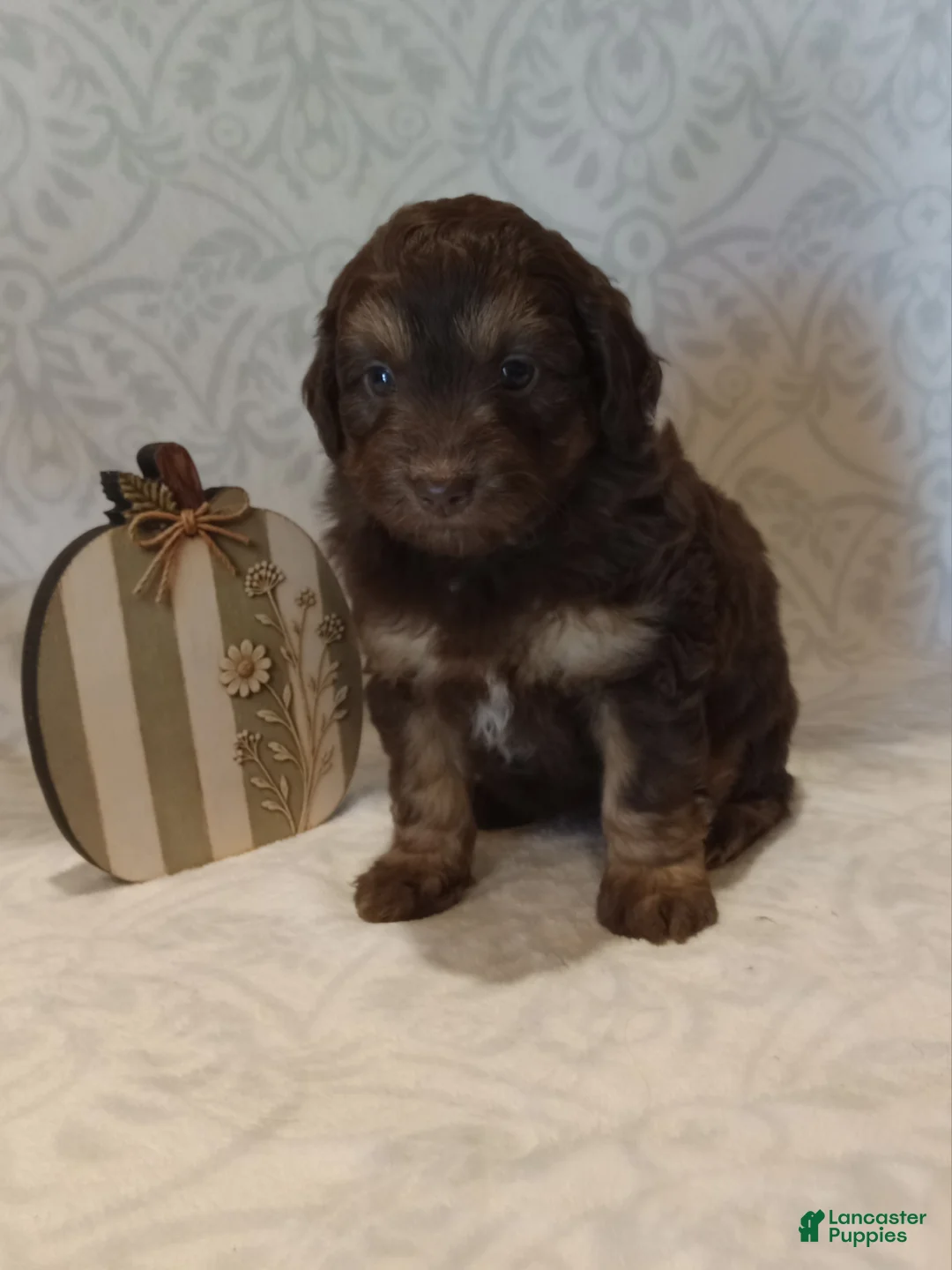 Mixed Breed dogs for sale: Ira - Ad 1
