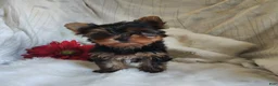 Yorkshire Terrier dogs for sale: Candy girl - Ad 9