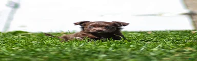 Jolene Chihuahua Puppy 