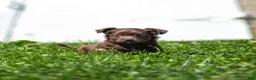 Chihuahua dogs for sale: Jolene Chihuahua Puppy  - Ad 1