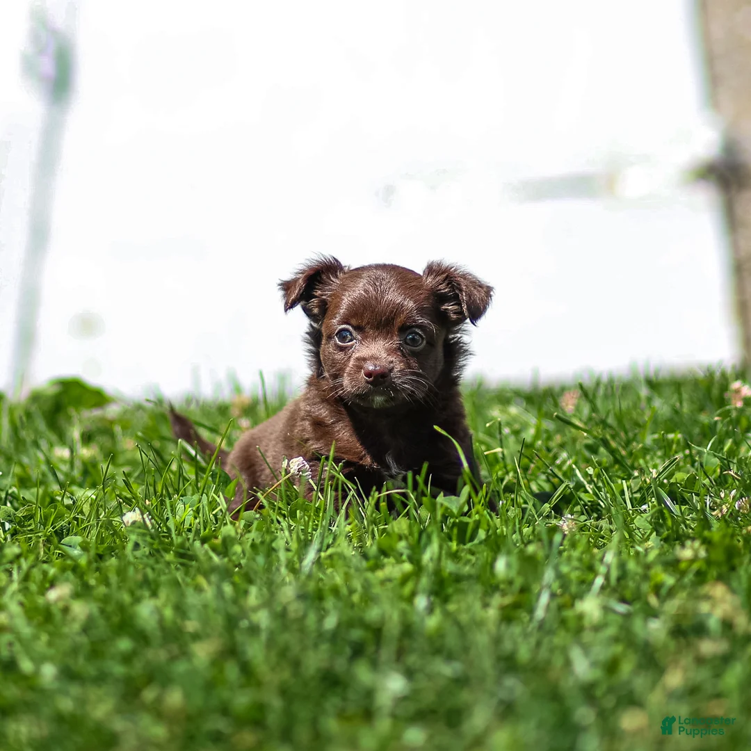 Chihuahua dogs for sale: Jolene Chihuahua Puppy  - Ad 1