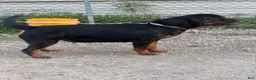 Rottweiler dogs for sale: Maximus Jr - Red Collar  - Ad 2