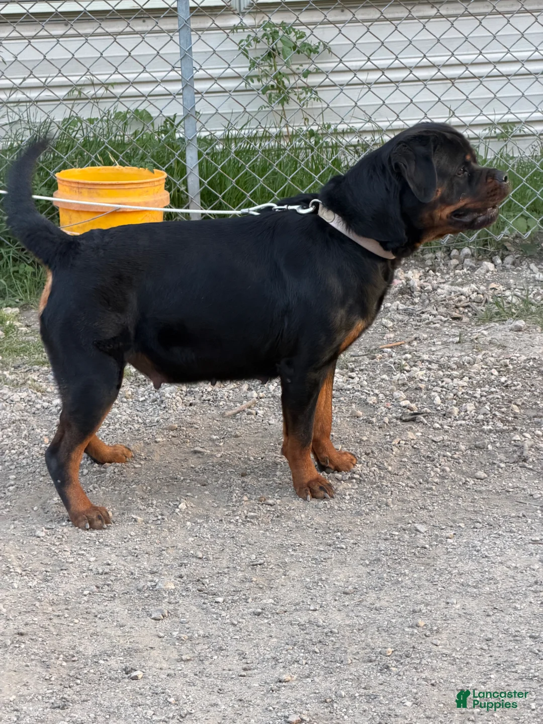 Rottweiler dogs for sale: Maximus Jr - Red Collar  - Ad 2