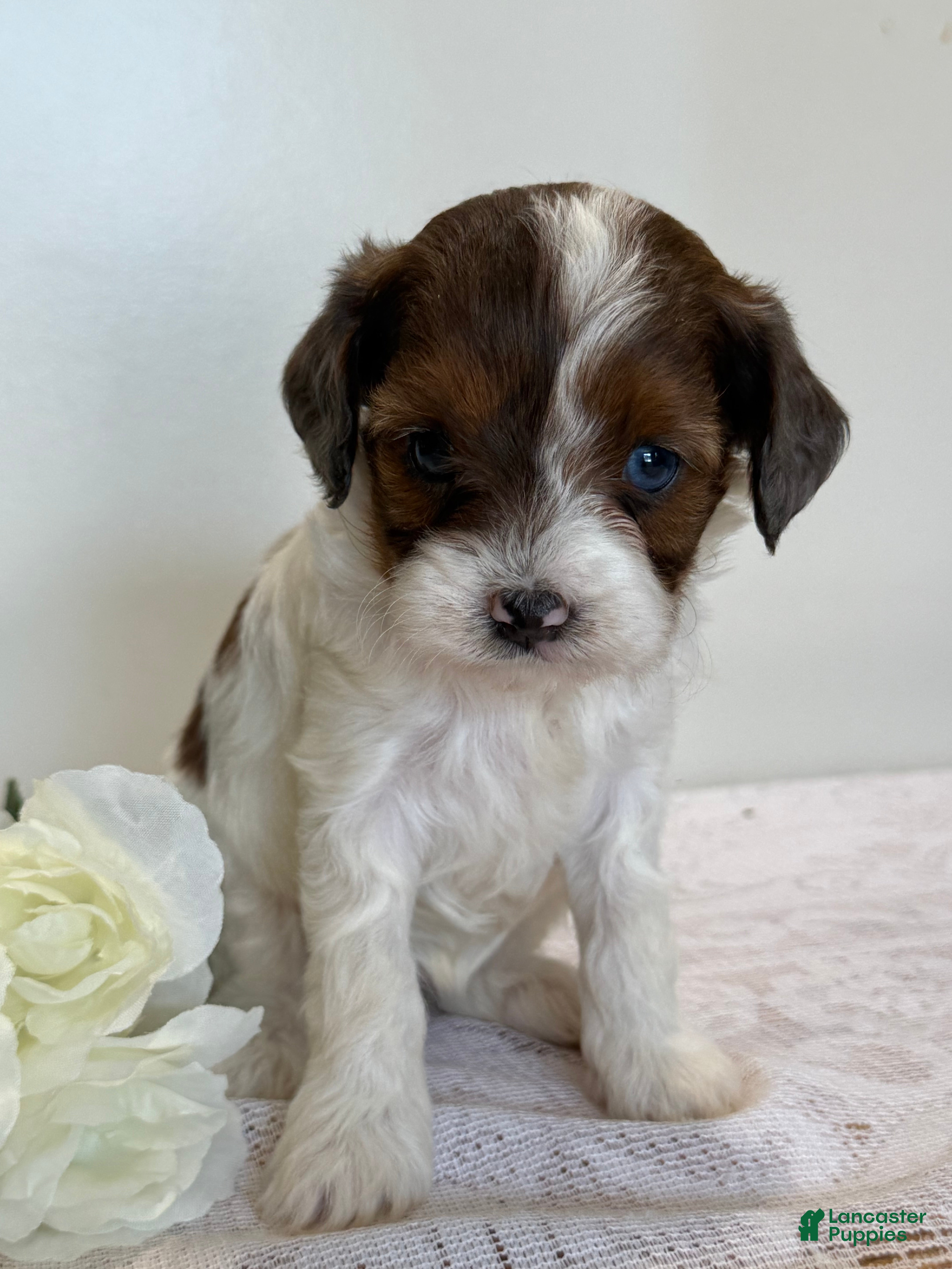 Cavapoo dogs Muffin Cavapoo  - Ad 1