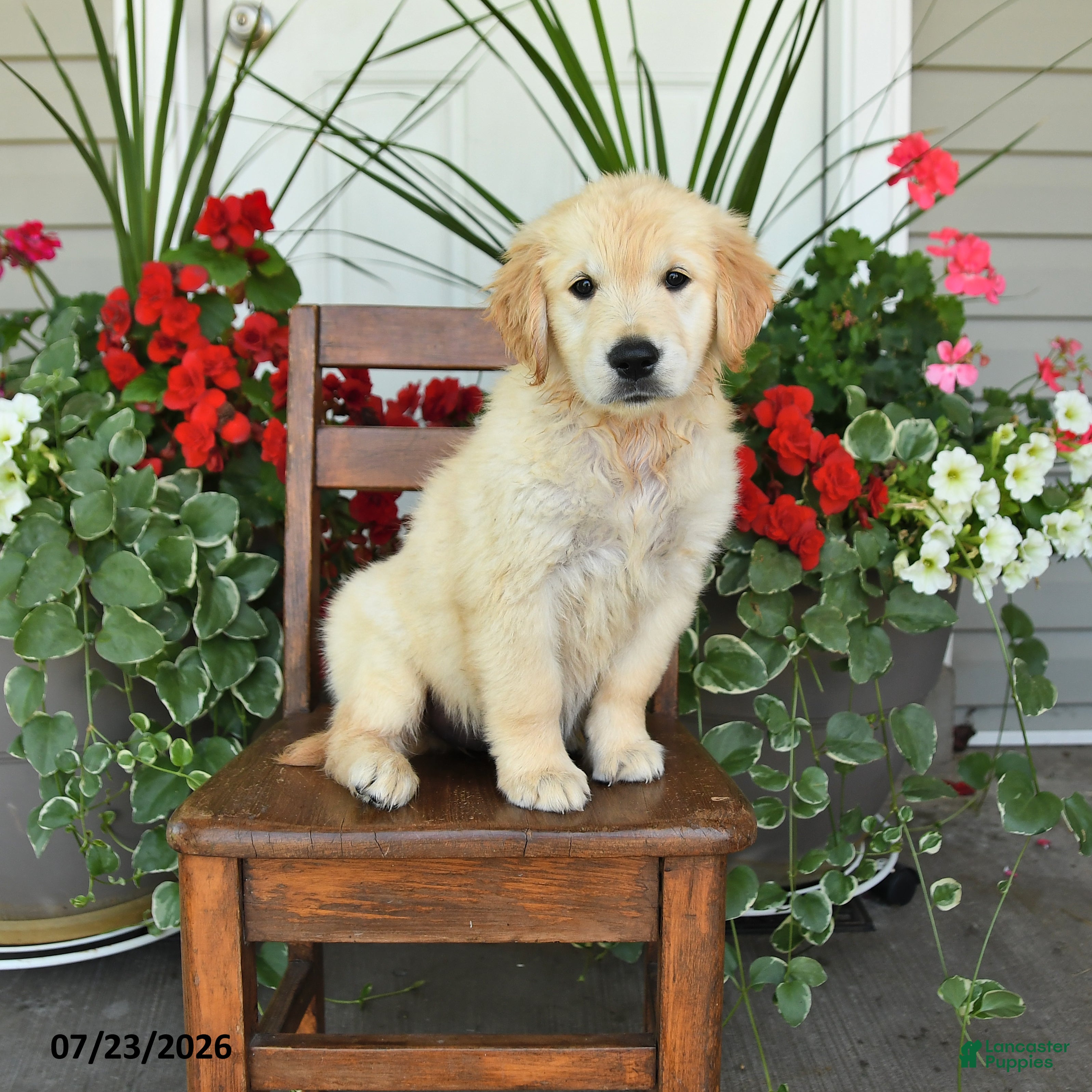 Golden Retriever dogs for sale: Riva - Ad 2