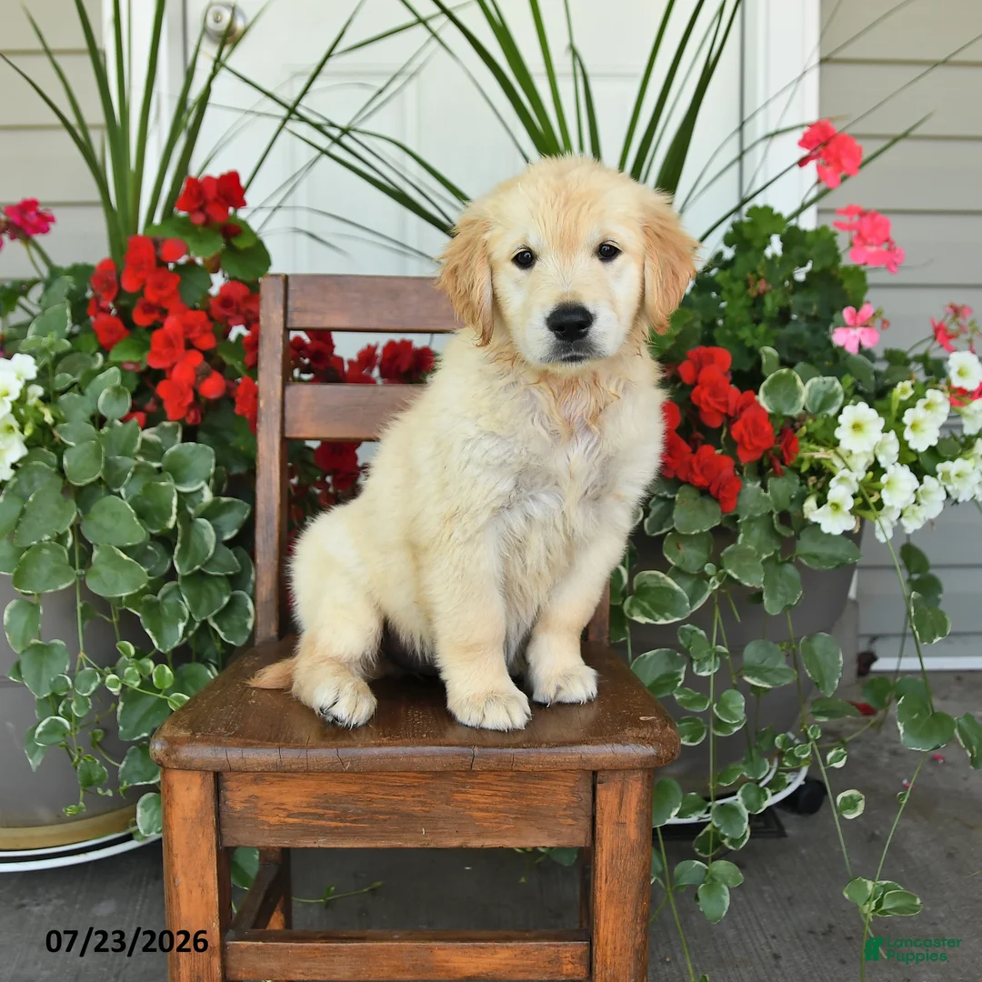 Golden Retriever dogs for sale: Riva - Ad 1