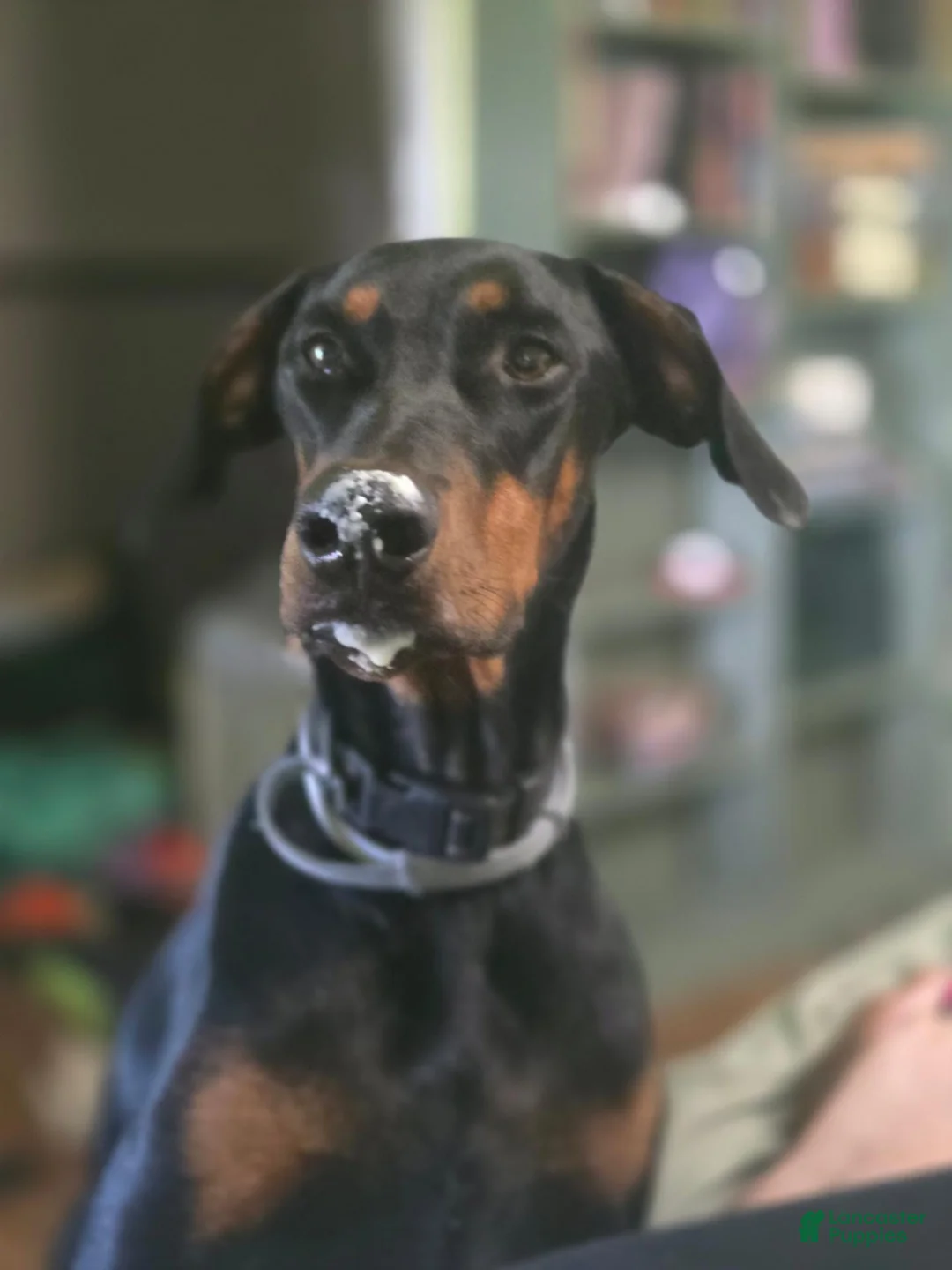 Doberman Pinscher dogs for sale: Doberman Pinscher 1 - Ad 4
