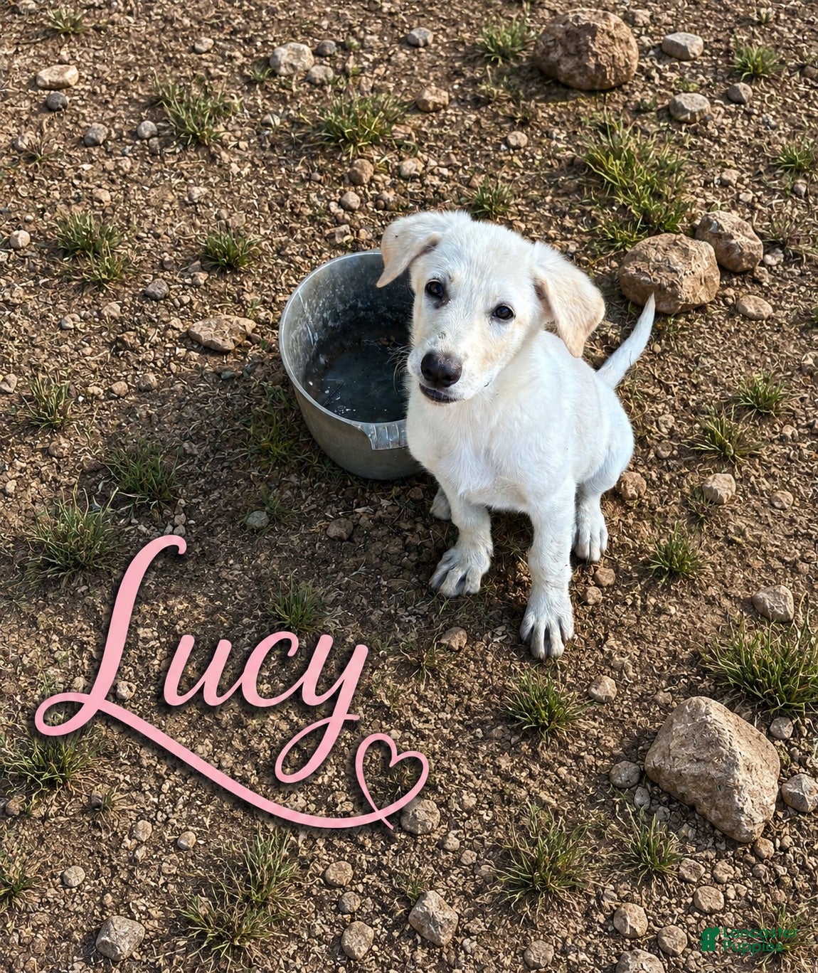 German Shepherd dogs Lucy - Ad 1