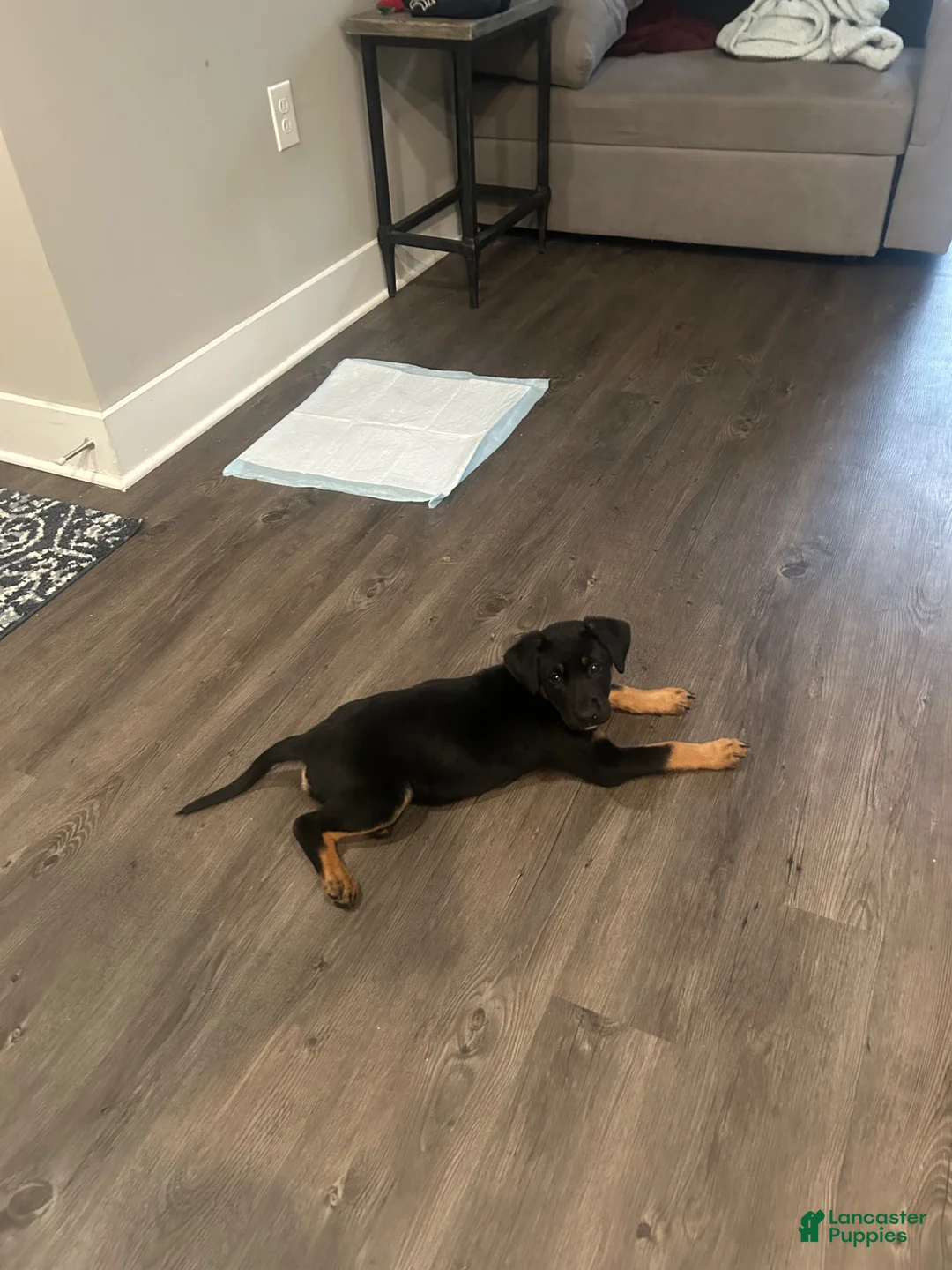 Mixed Breed dogs for sale: Mixed Breed Puppy 1 - Ad 2