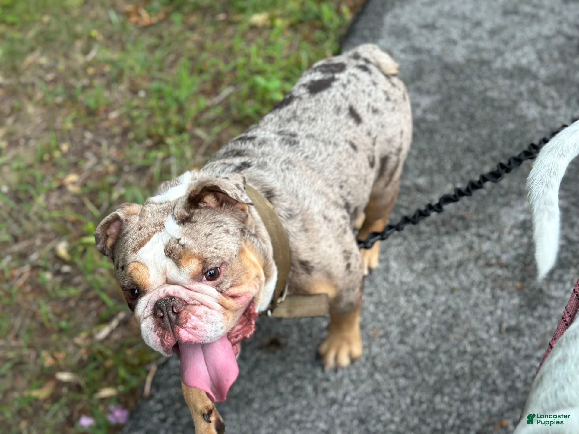 English Bulldog dogs for stud: ENTITLED BULLIES - Ad 1