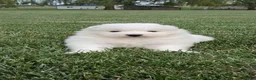 Samoyed dogs for sale: Flex - Ad 4