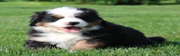 Bernese Mountain Dog dogs for sale: Willow - Ad 2
