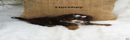 Mini Bernedoodle dogs for sale: Hershey  - Ad 3
