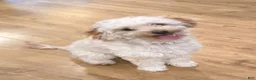 Mixed Breed dogs for sale: Mixed Breed 1 - Ad 2