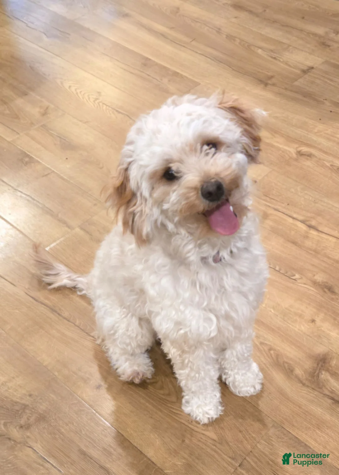 Mixed Breed dogs for sale: Mixed Breed 1 - Ad 2
